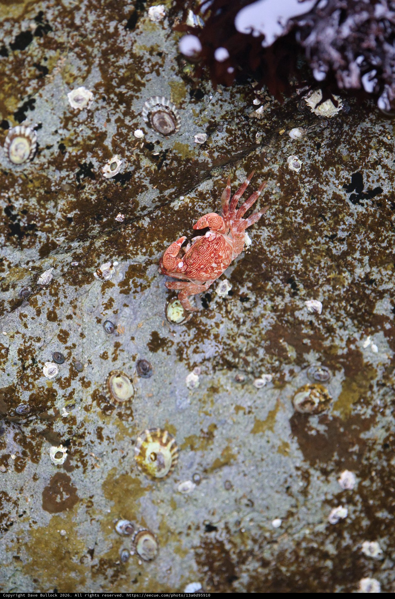 Red Crab Navigates Barnacle-Covered Intertidal Rock