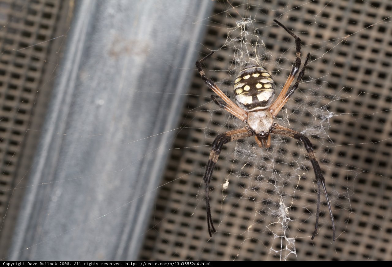 Garden Spider with Striking Black and White Pattern on its Back