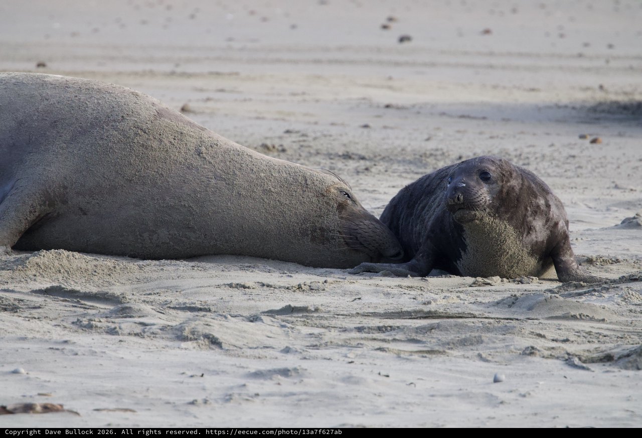 Mother and Pup Elephant Seals Resting on Beach