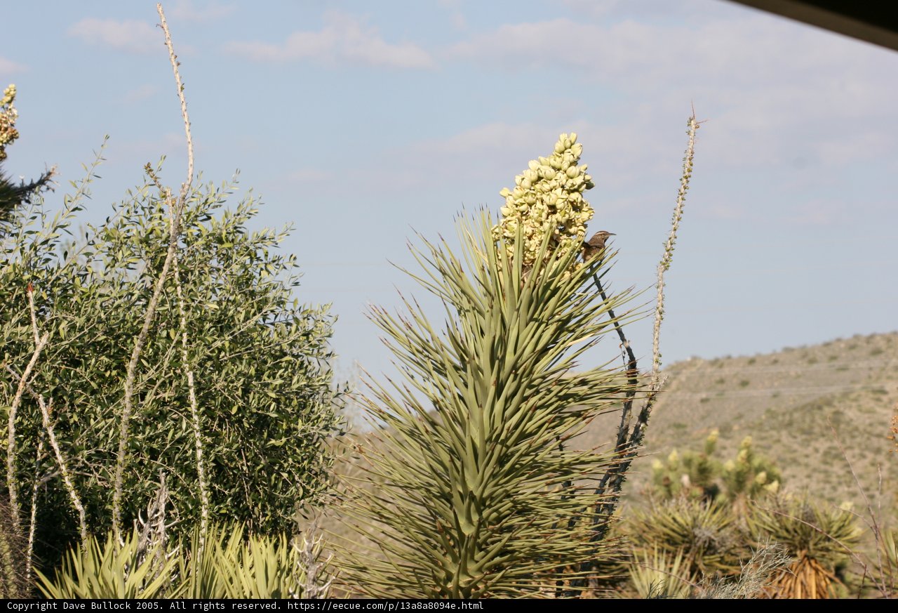 A Magnificent Agave with Stunning Yellow Flowers