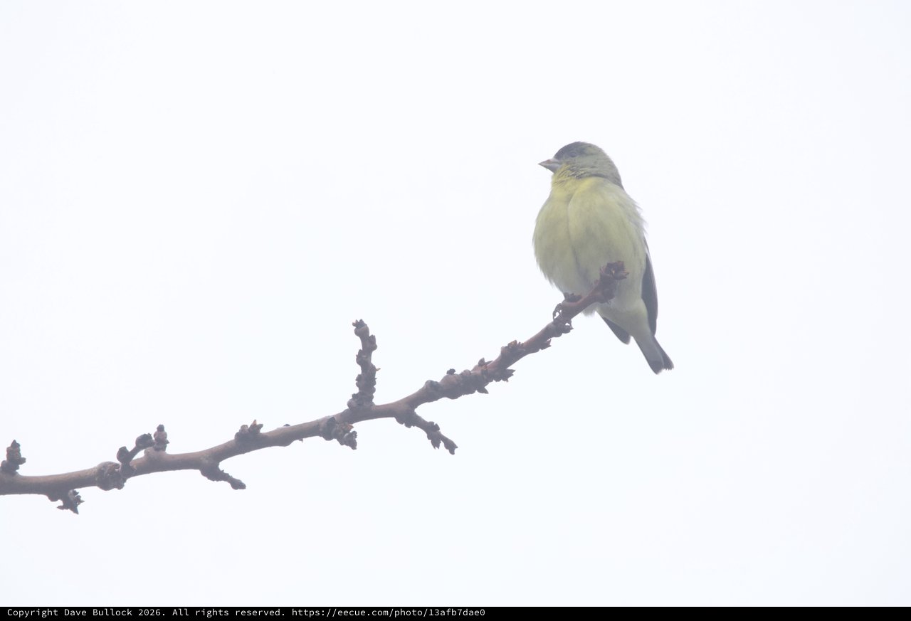 Yellow Finch Perched on Winter Branch