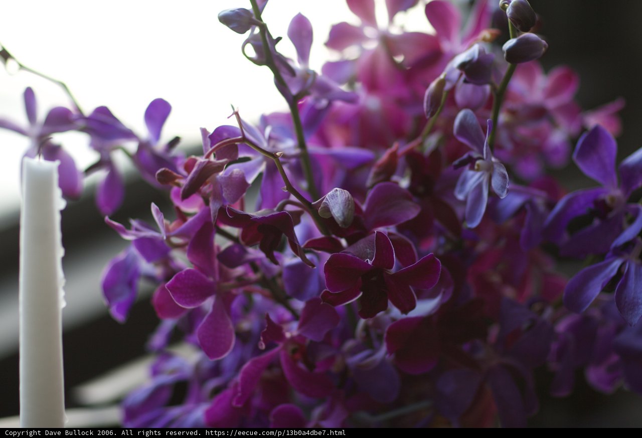 A Vibrant Bunch