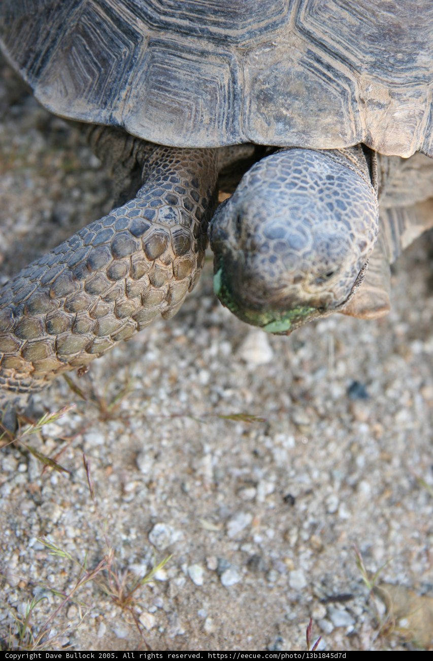Hungry Turtle