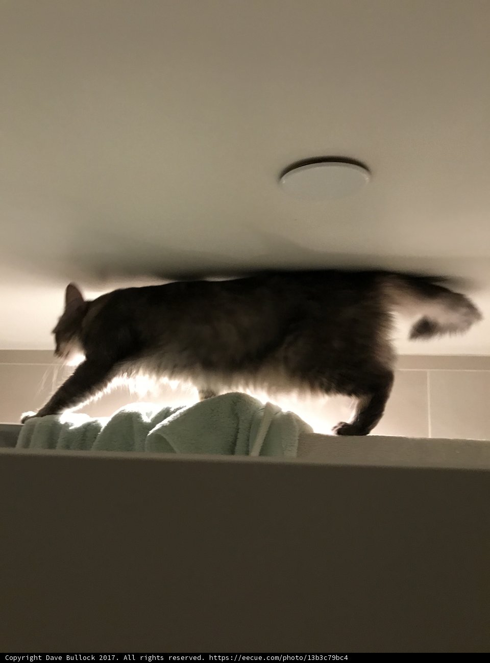 Peaceful Feline Bathing