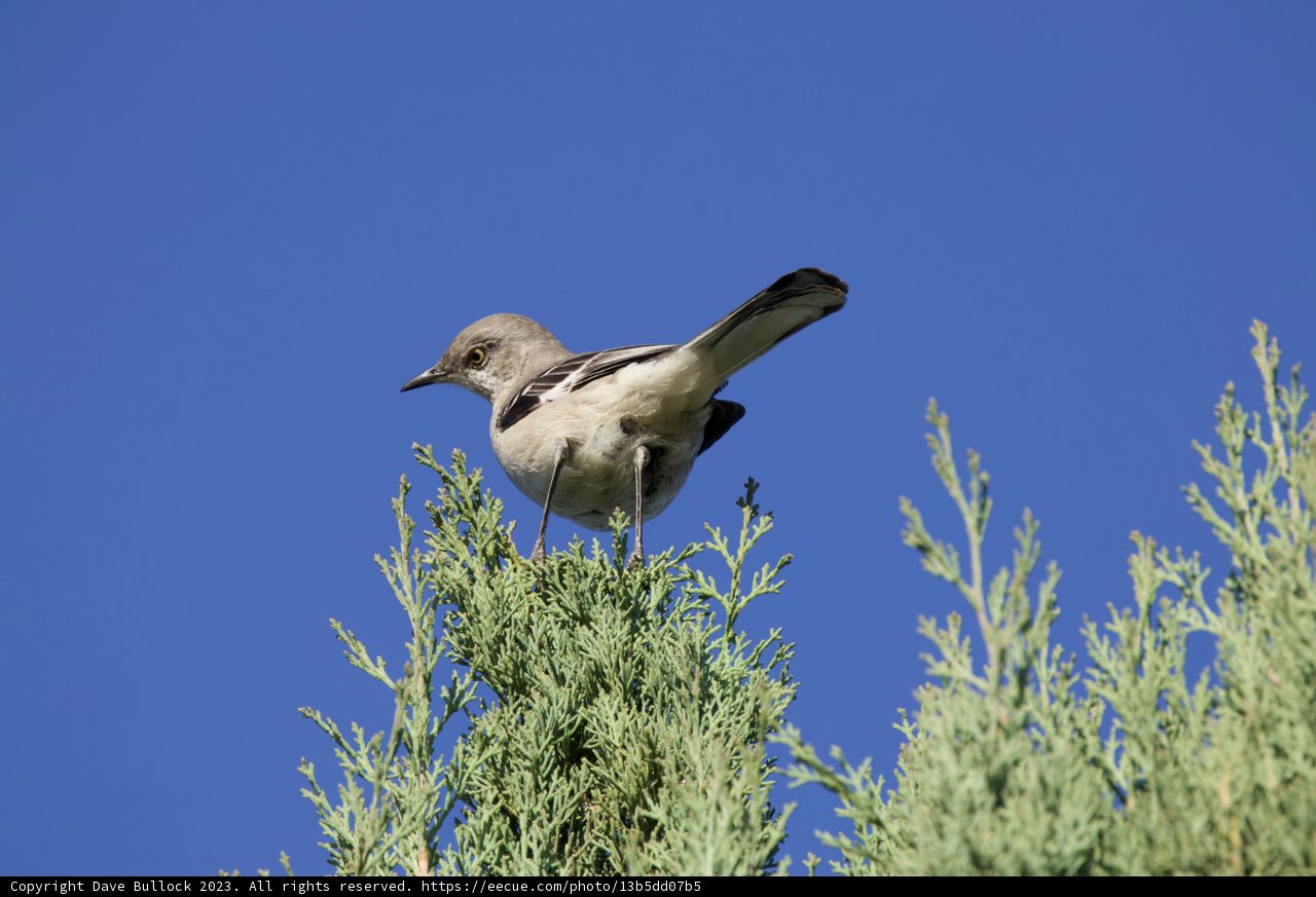 Serene Morning Perch