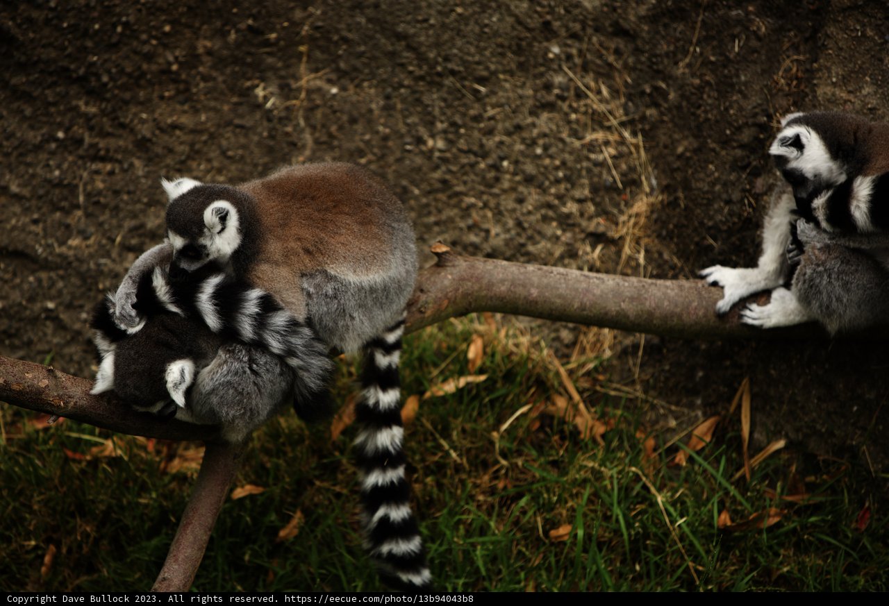 Amongst Friends: Lemurs at Oakland Zoo
