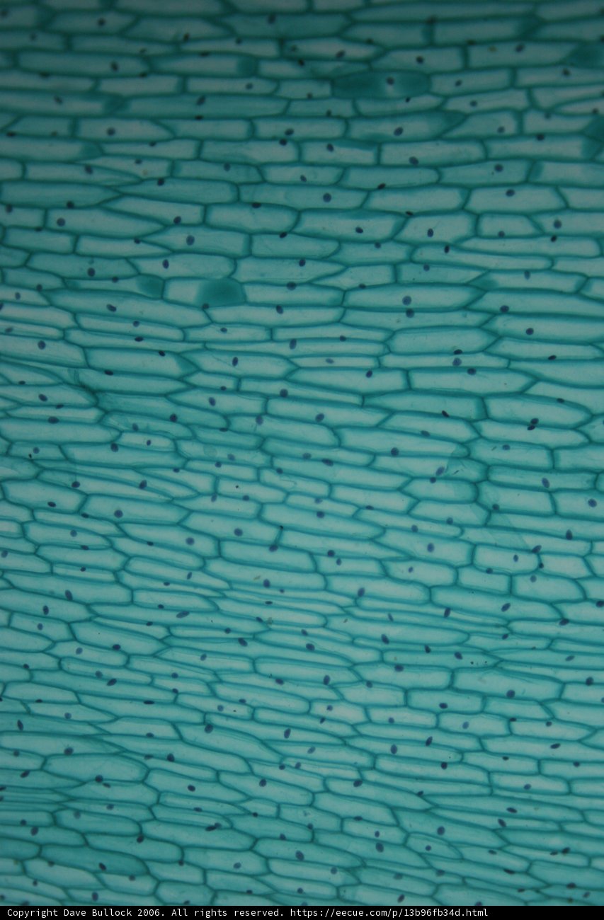 Turquoise Cell Wall