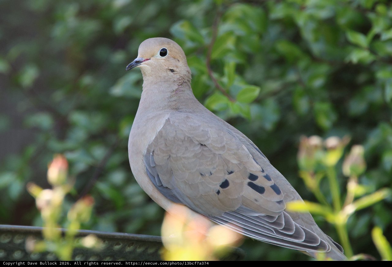 Mourning Dove Perched on Wire in Garden Setting
