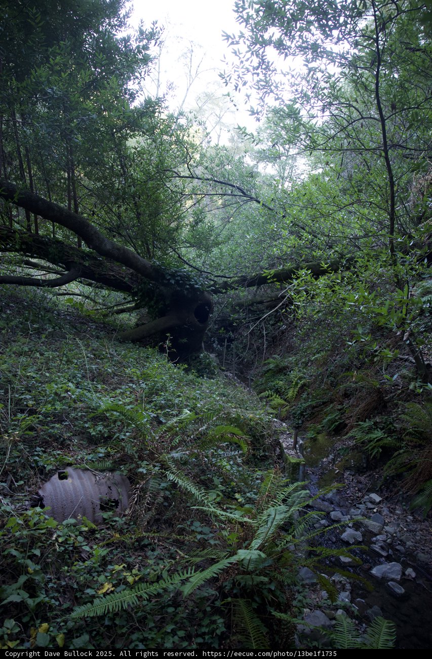 Enchanted Woodland: Huckleberry Trail