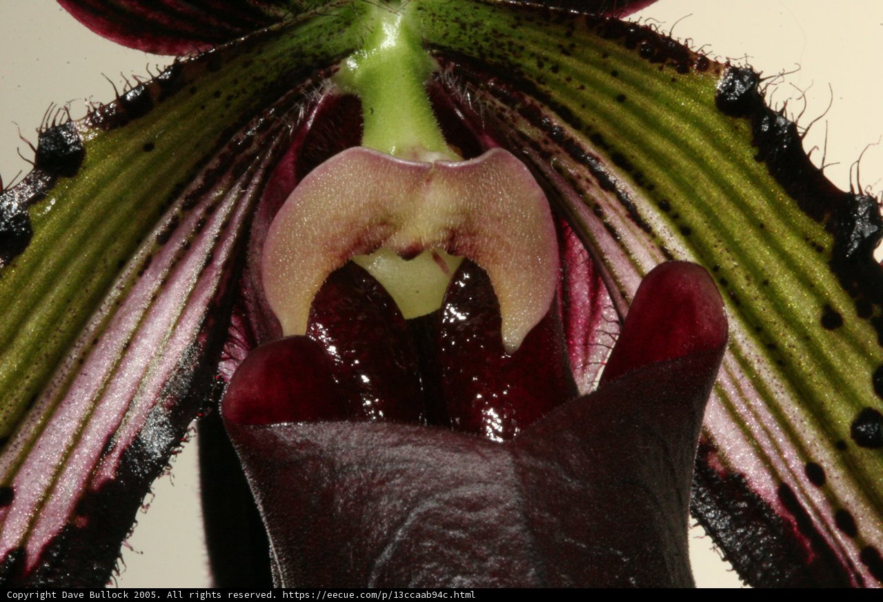 Dark Green Centered Flower