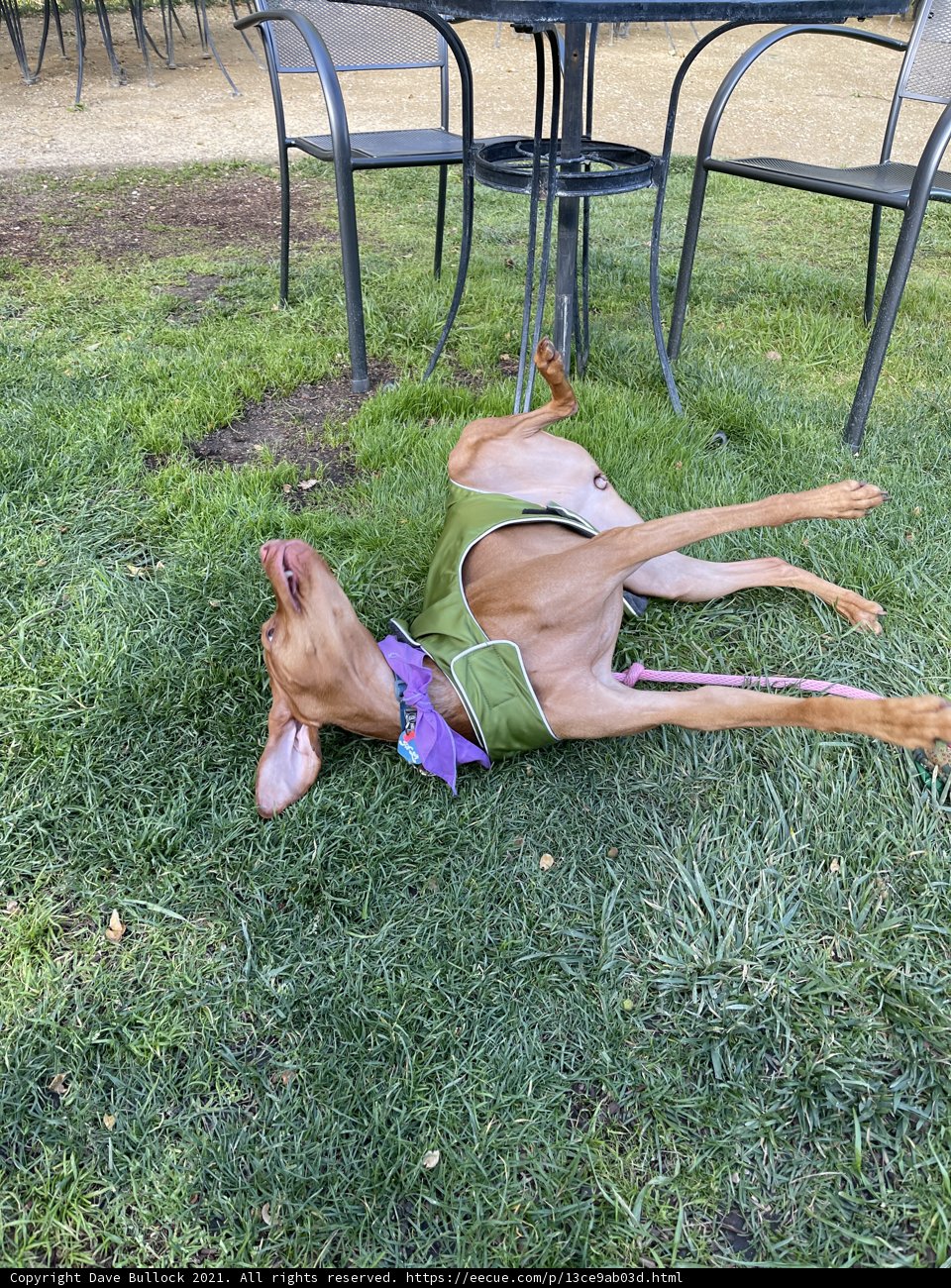 Lazy Afternoon on the Grass
