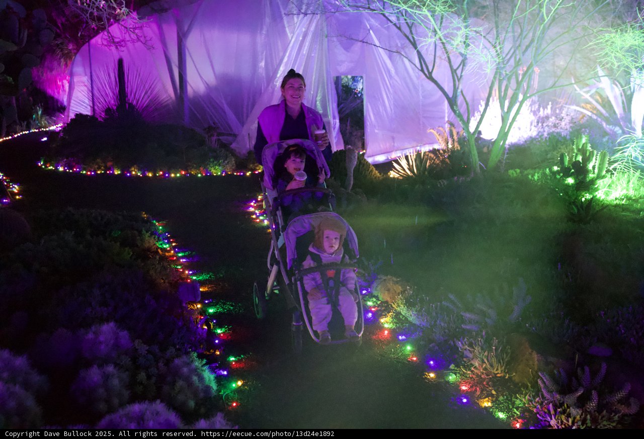 Enchanted Stroll Through Illuminated Gardens