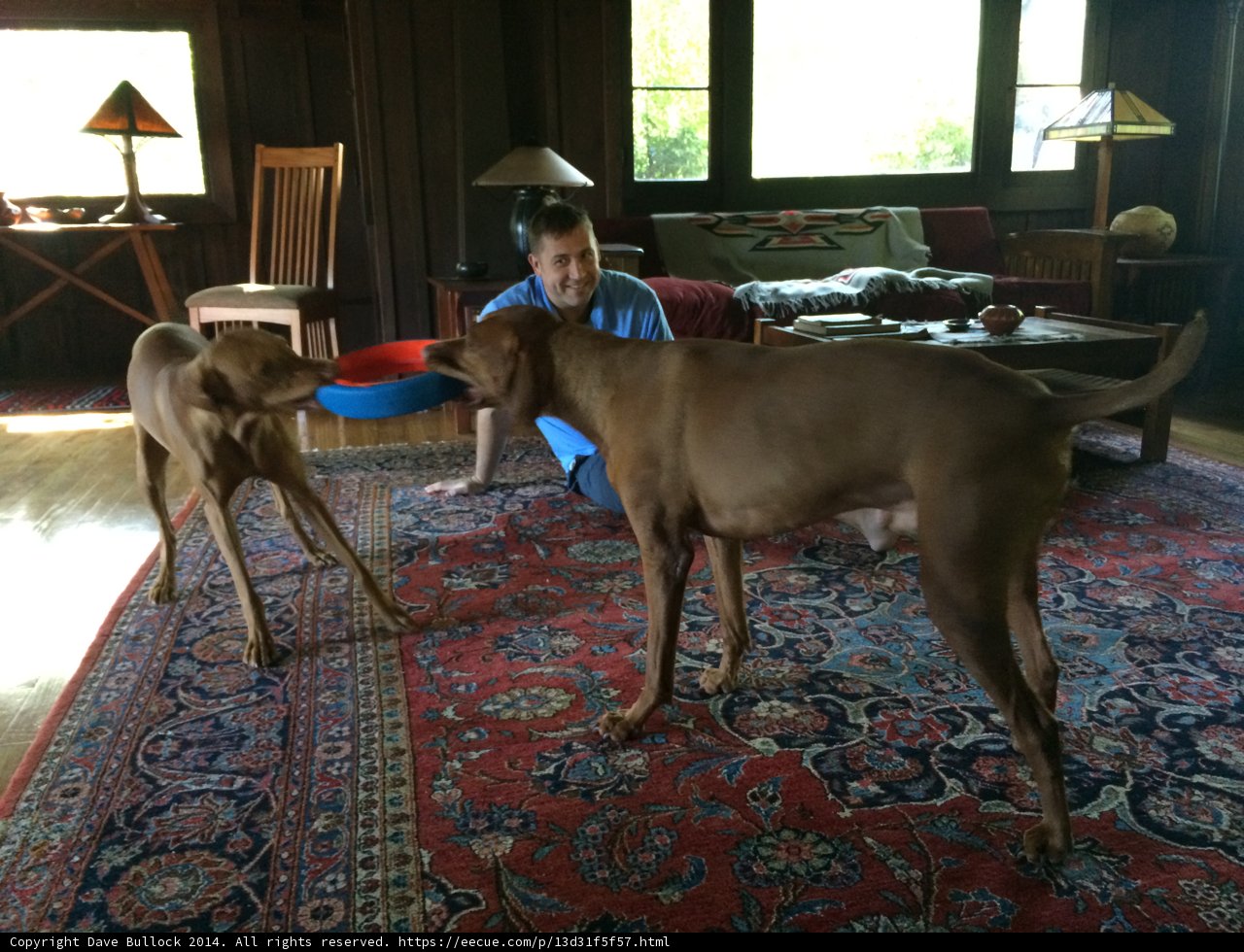 Man and Two Dogs in a Cozy Living Room