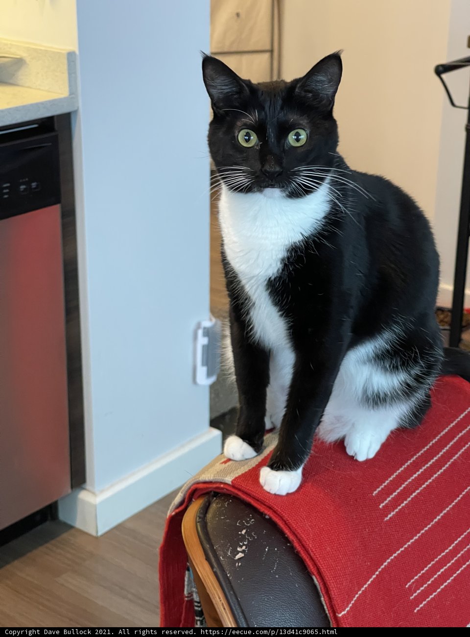 The Majestic Feline