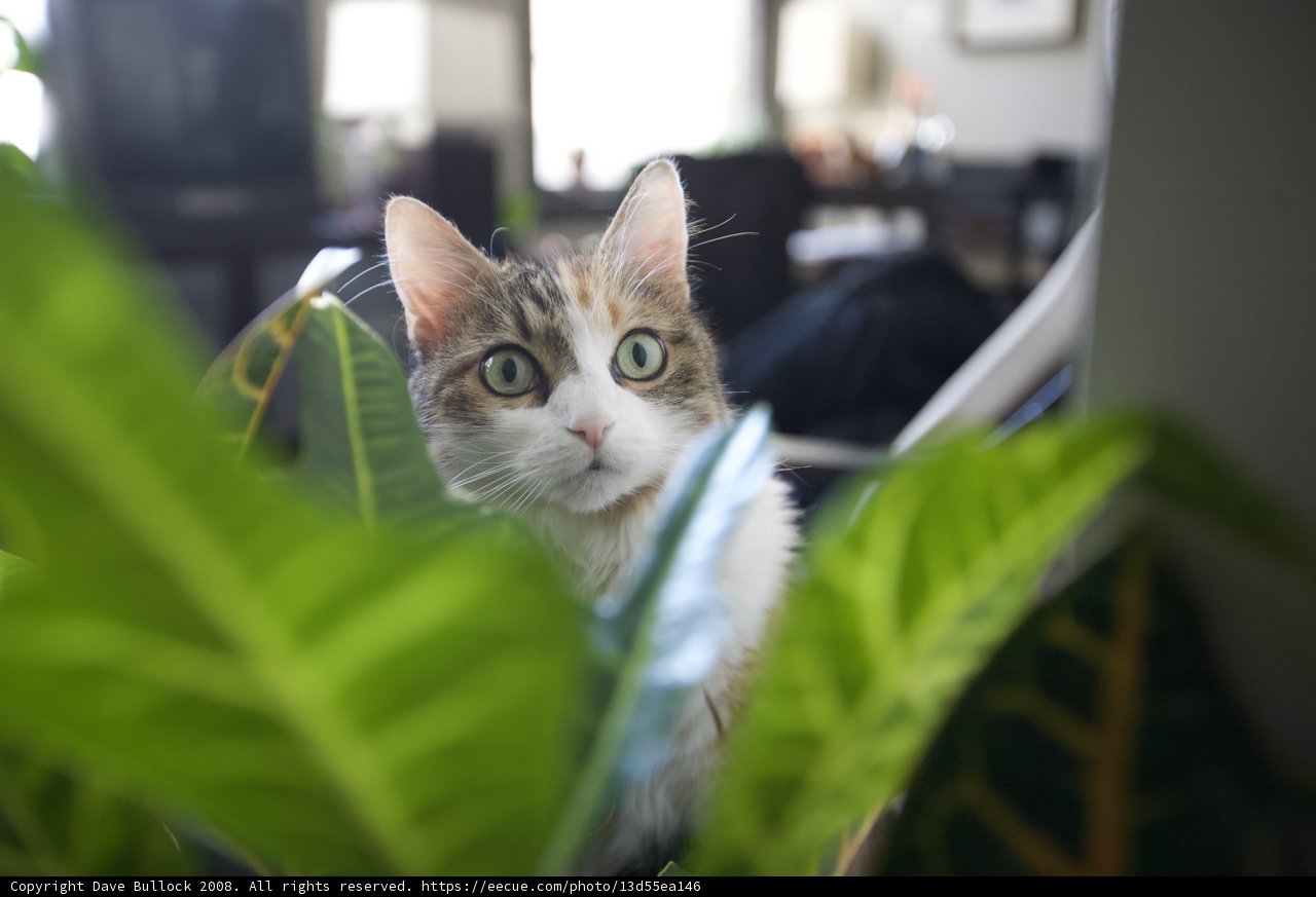 Peek-a-Boo Kitty