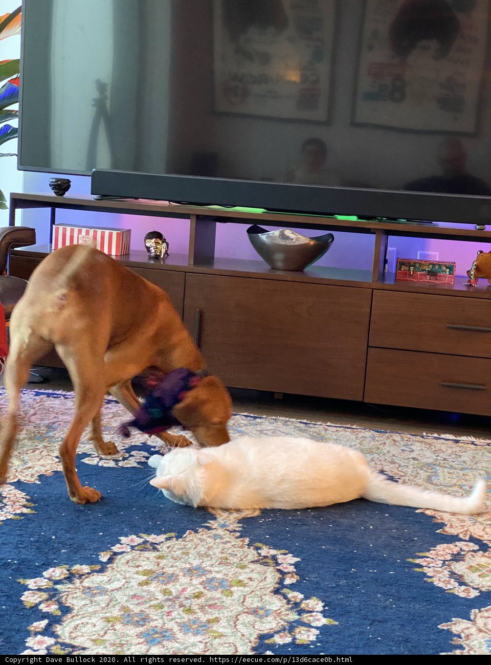 Playtime in the Living Room