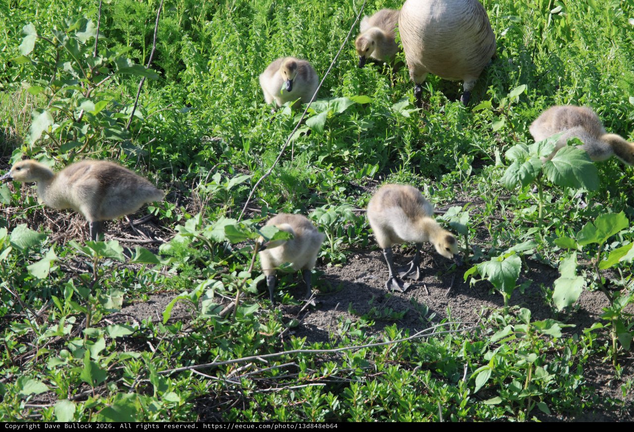 Canada Goose Goslings Foraging in Wetland Vegetation