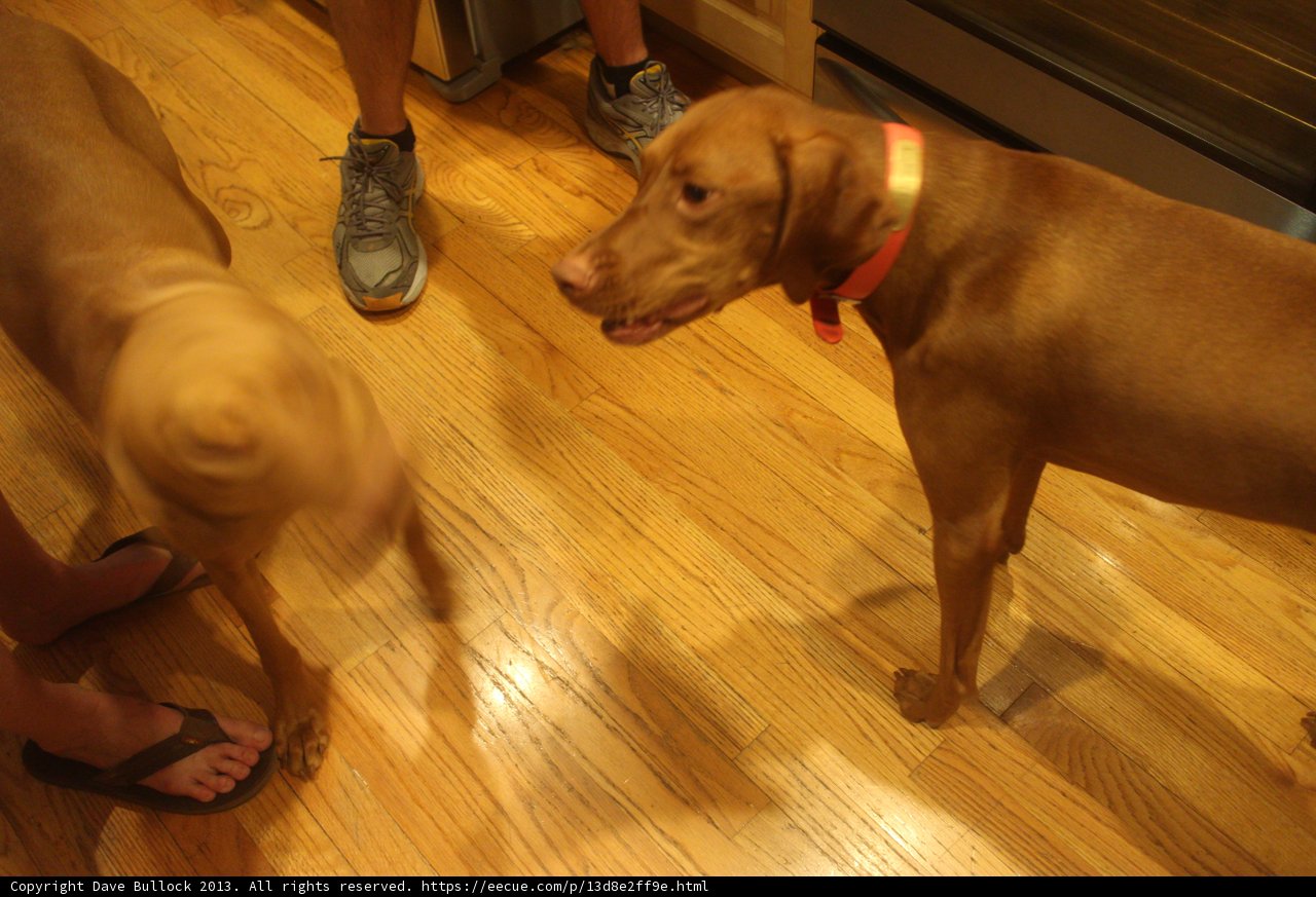 Two Dogs Enjoying the Wooden Floor