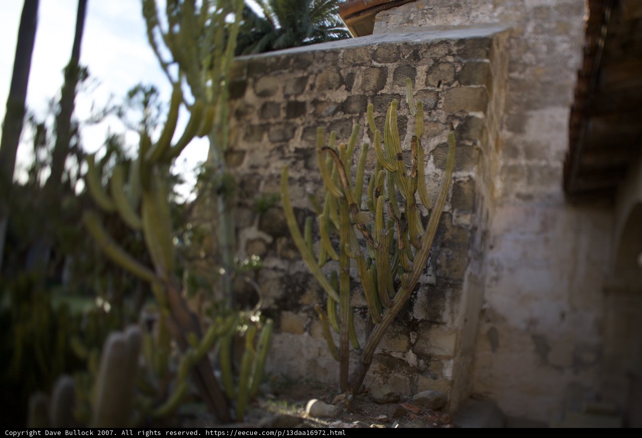 Cactus Oasis Against Stone Wall