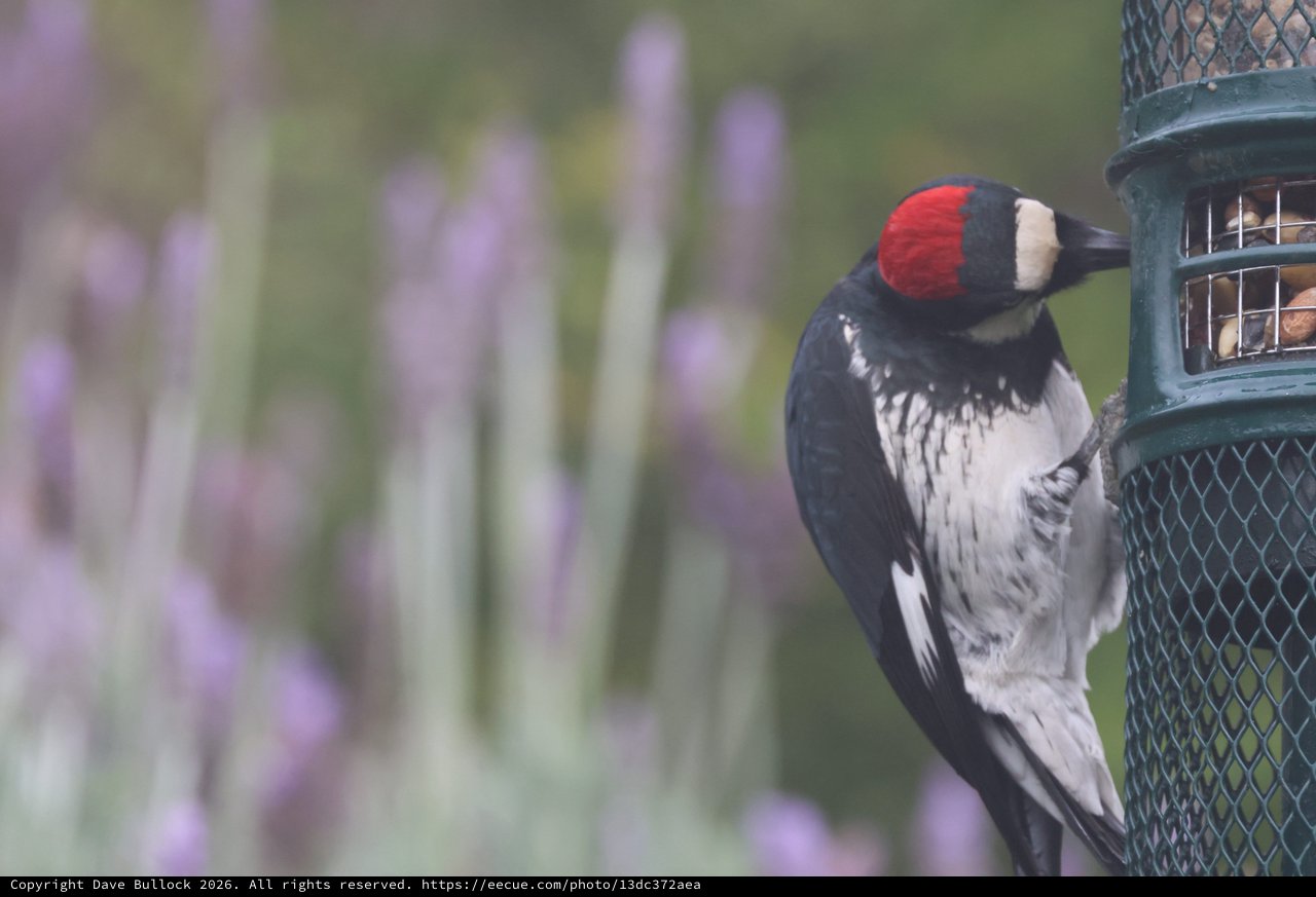 Red-Headed Woodpecker at Garden Bird Feeder