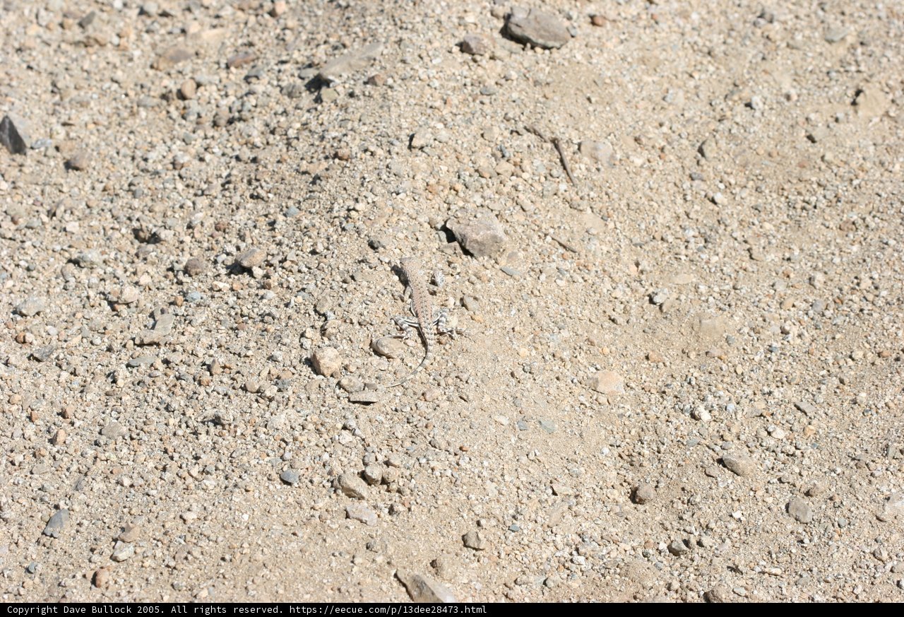 Texture of the Ground