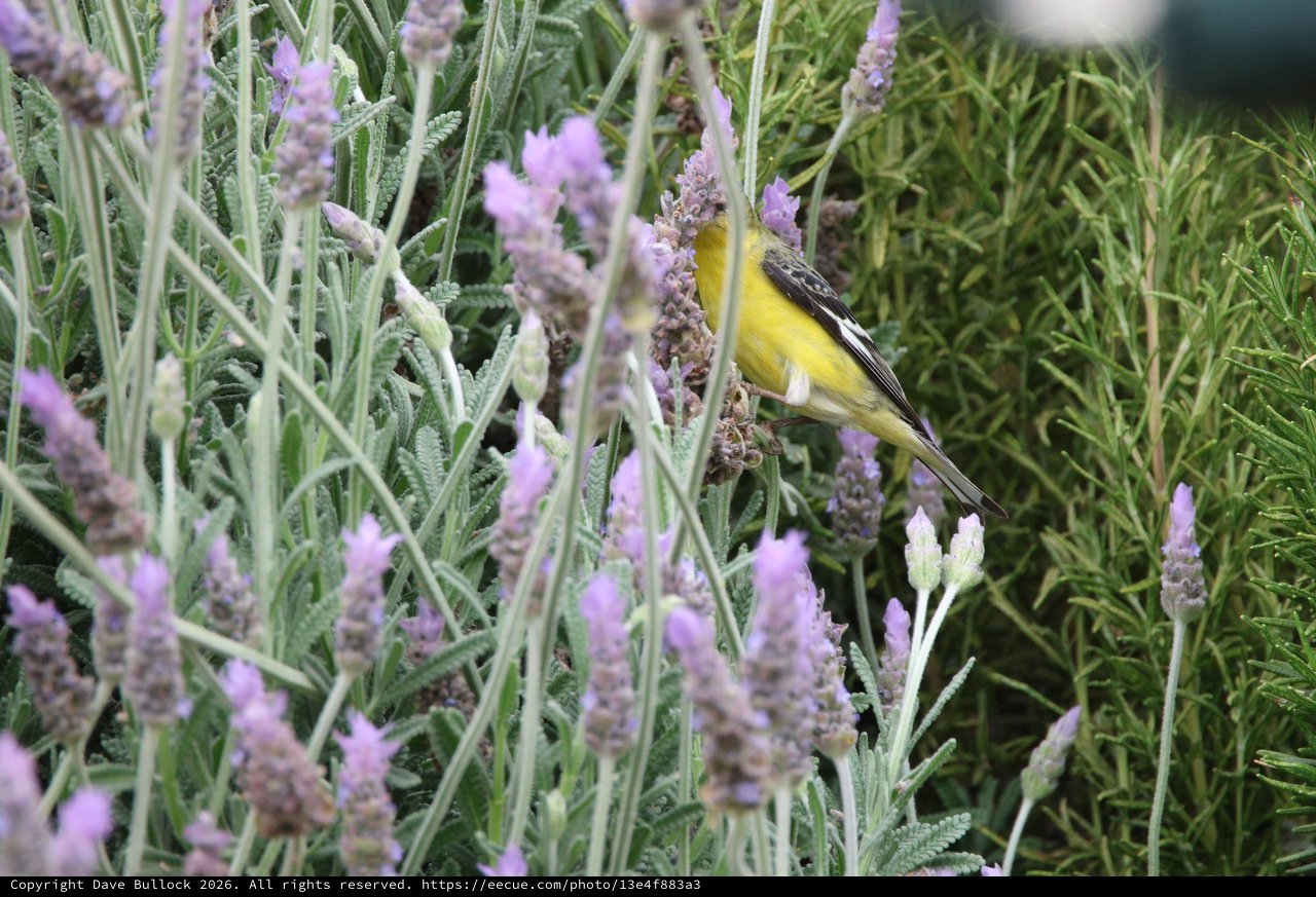 Lesser Goldfinch Perched Among Lavender Blossoms