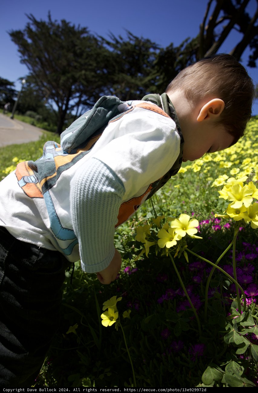 Innocence in Bloom