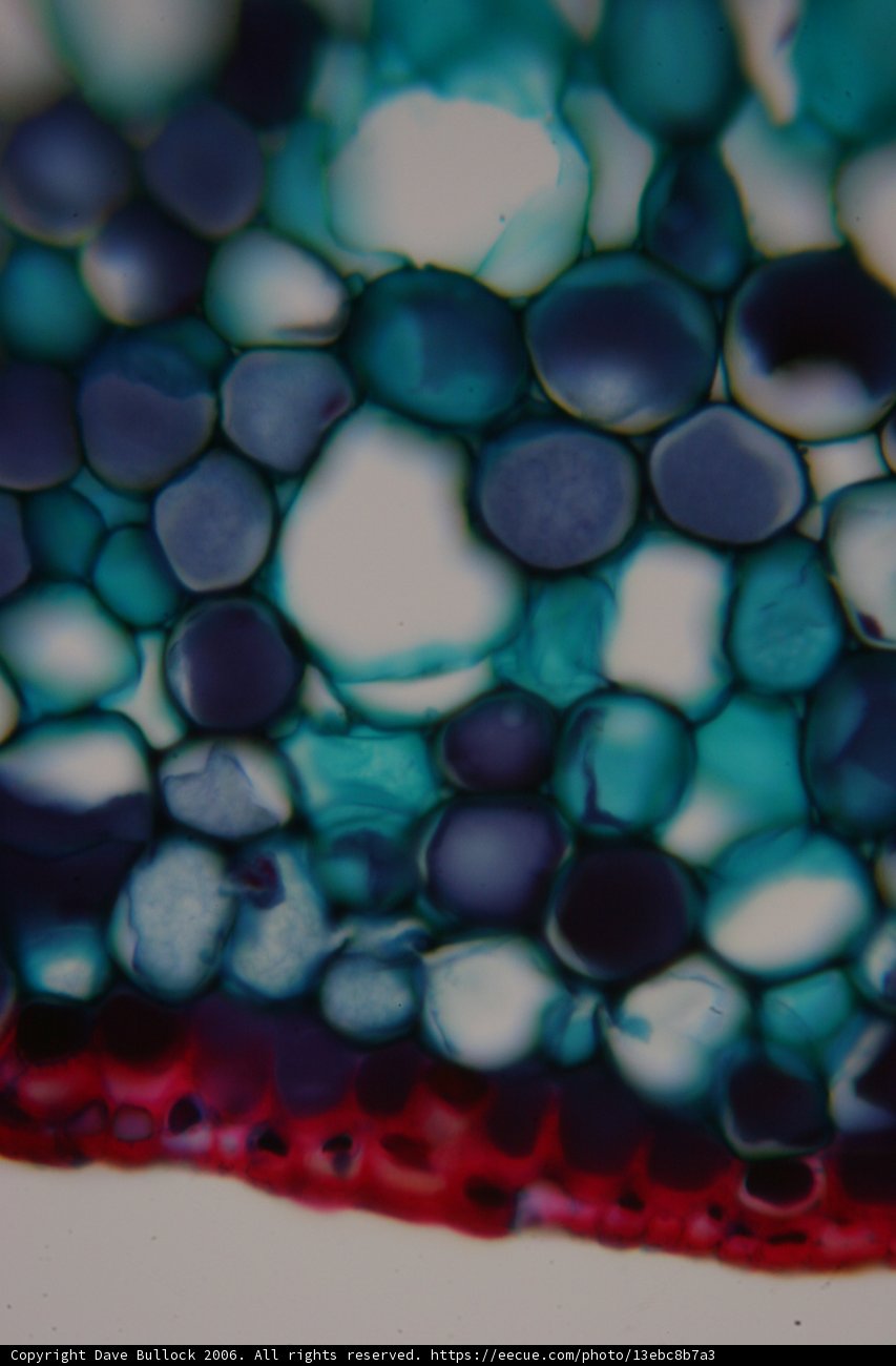 Cell in Blue and Red