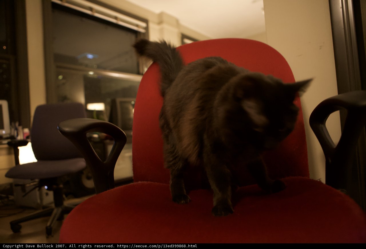Red Chair Cat