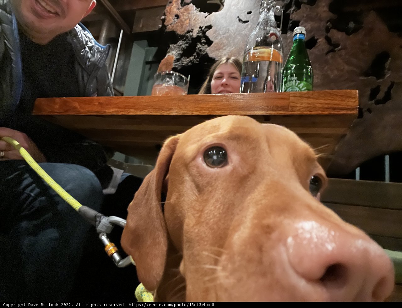 Canine Company at the Pub