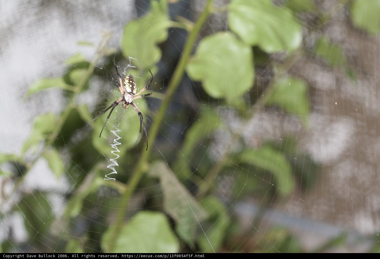 Garden Spider Stakes Her Claim