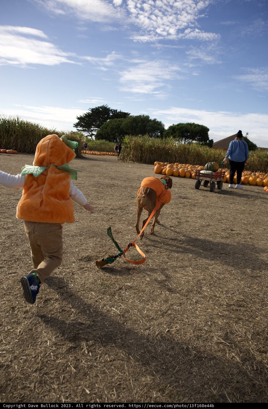Carefree Days at Halfmoon Bay Pumpkin Patch