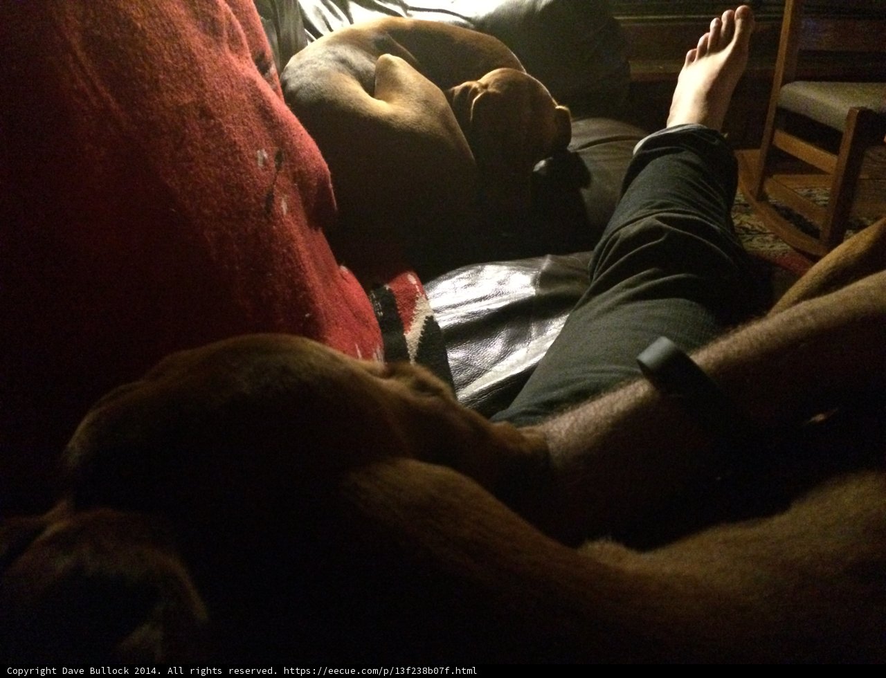Two Canine Companions Enjoy Naptime with Owner
