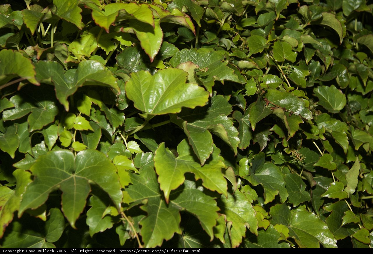 Verdant Ivy