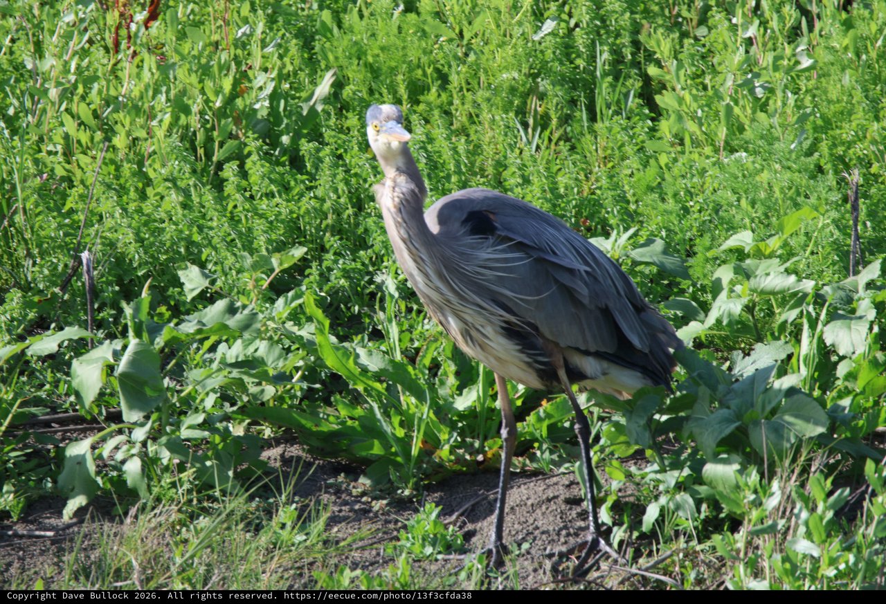Great Blue Heron Standing in Lush Wetland Vegetation