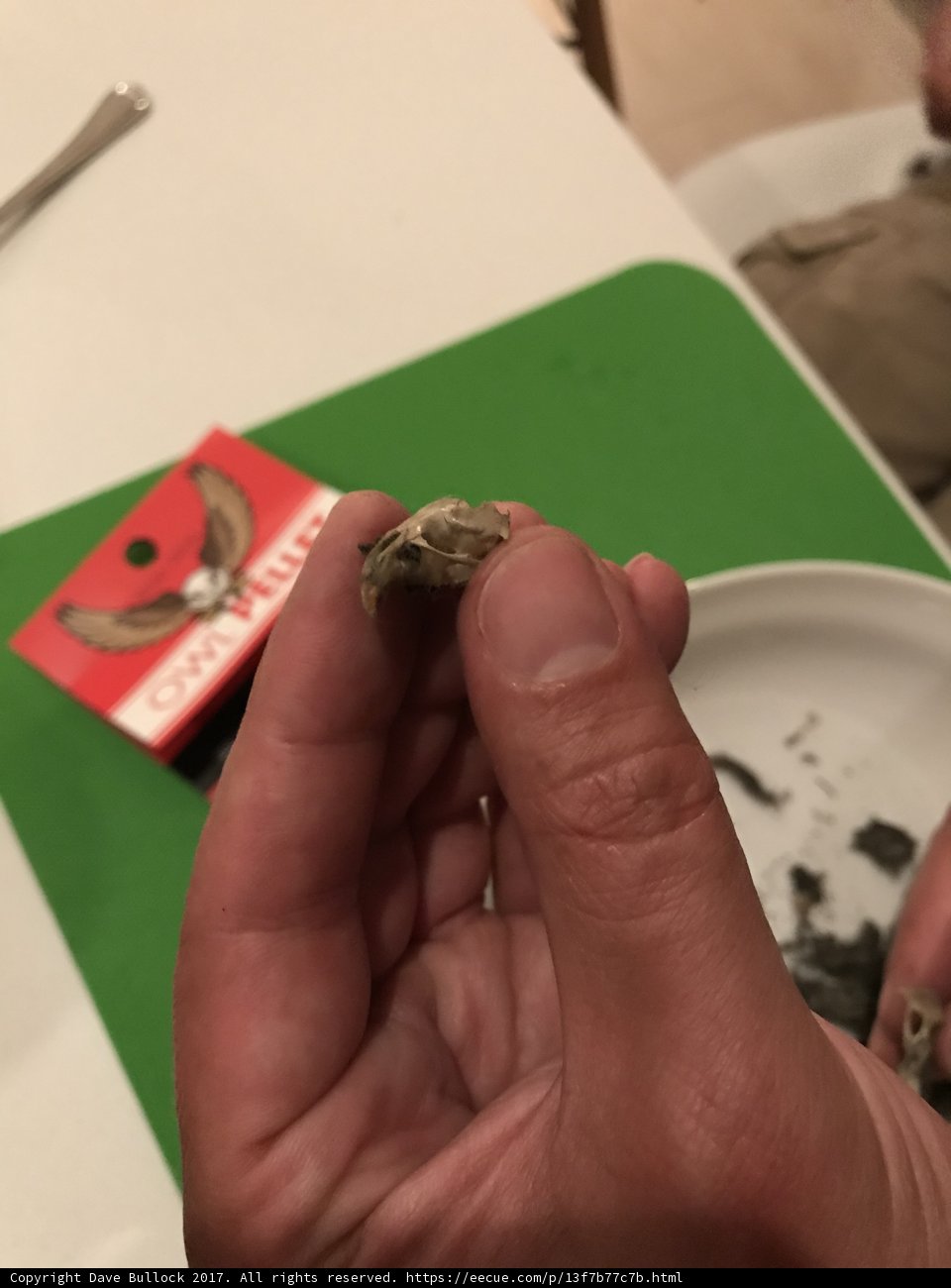 Frog's Delight