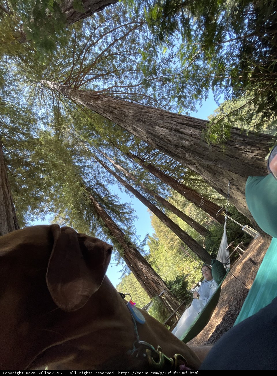 Under the Redwood Canopy