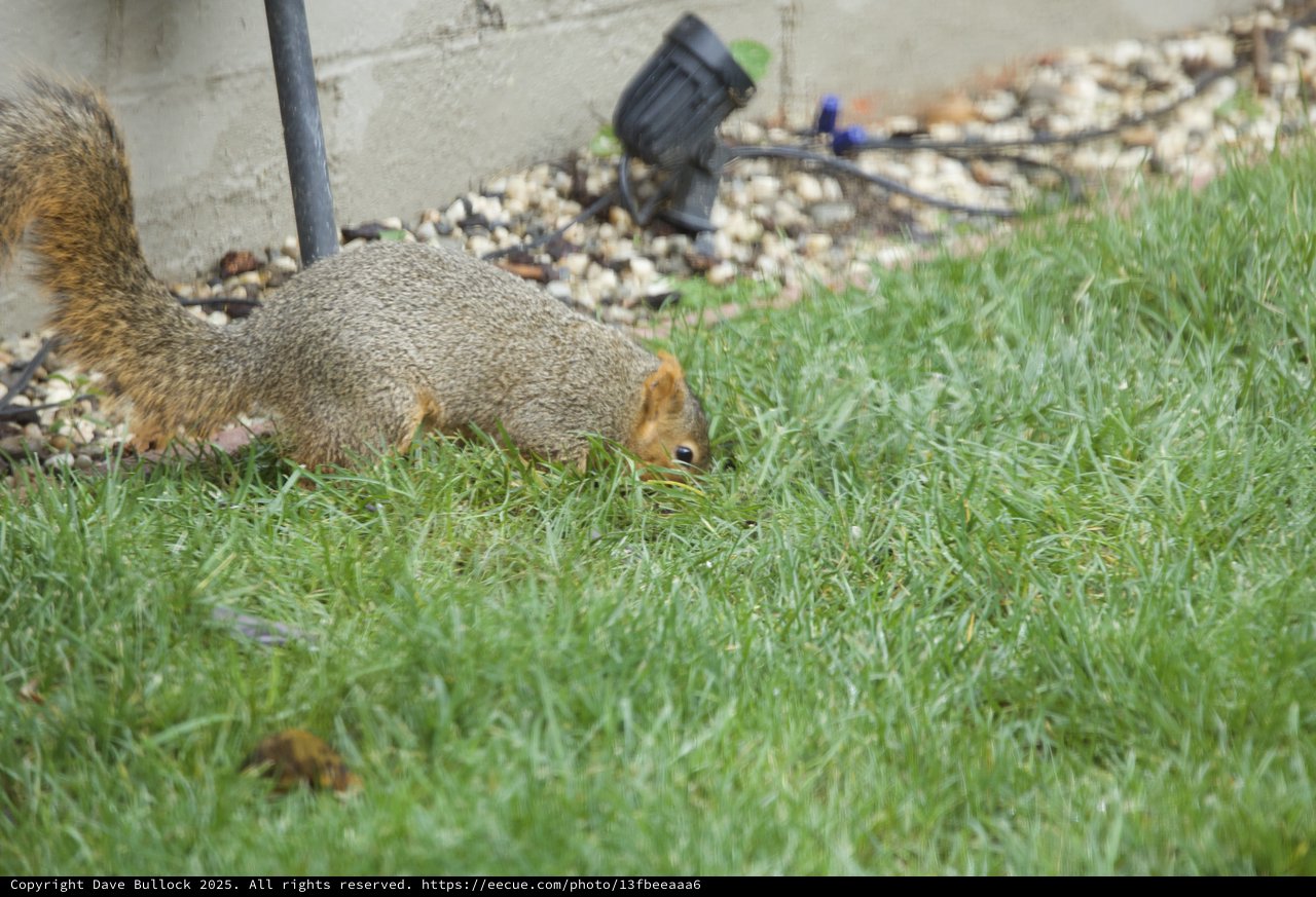Fox Squirrel Foraging in Suburban Backyard Grass