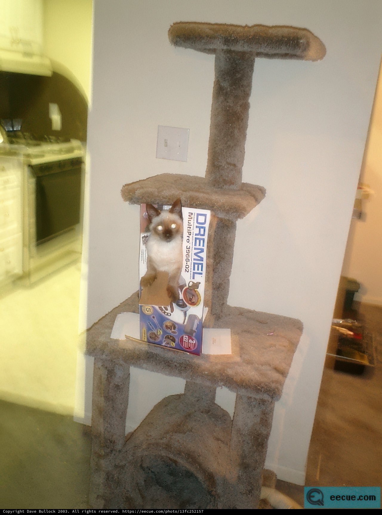 Feline Fun in the Closet