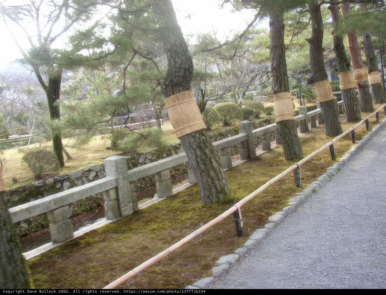 The Bamboo Path
