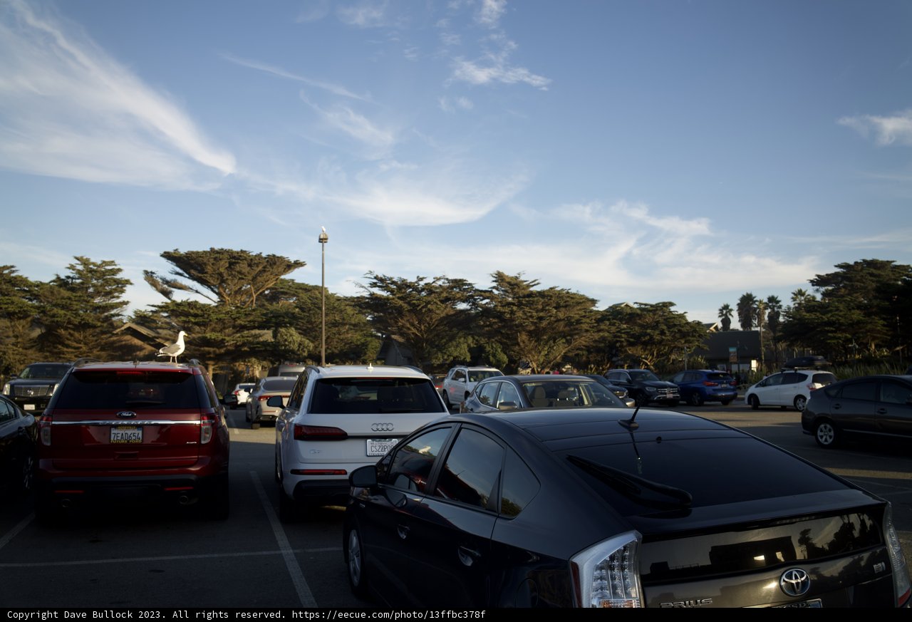 An Afternoon at the SF Zoo Parking Lot