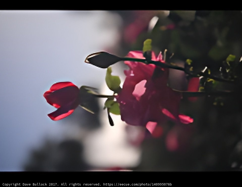 Blooming Beauty