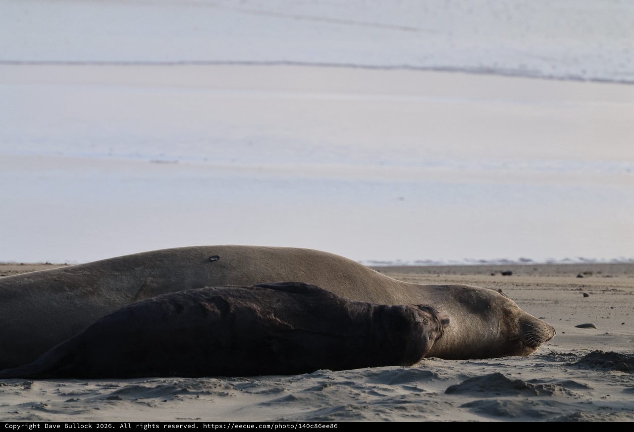 Elephant Seal Resting on Drakes Beach Shore