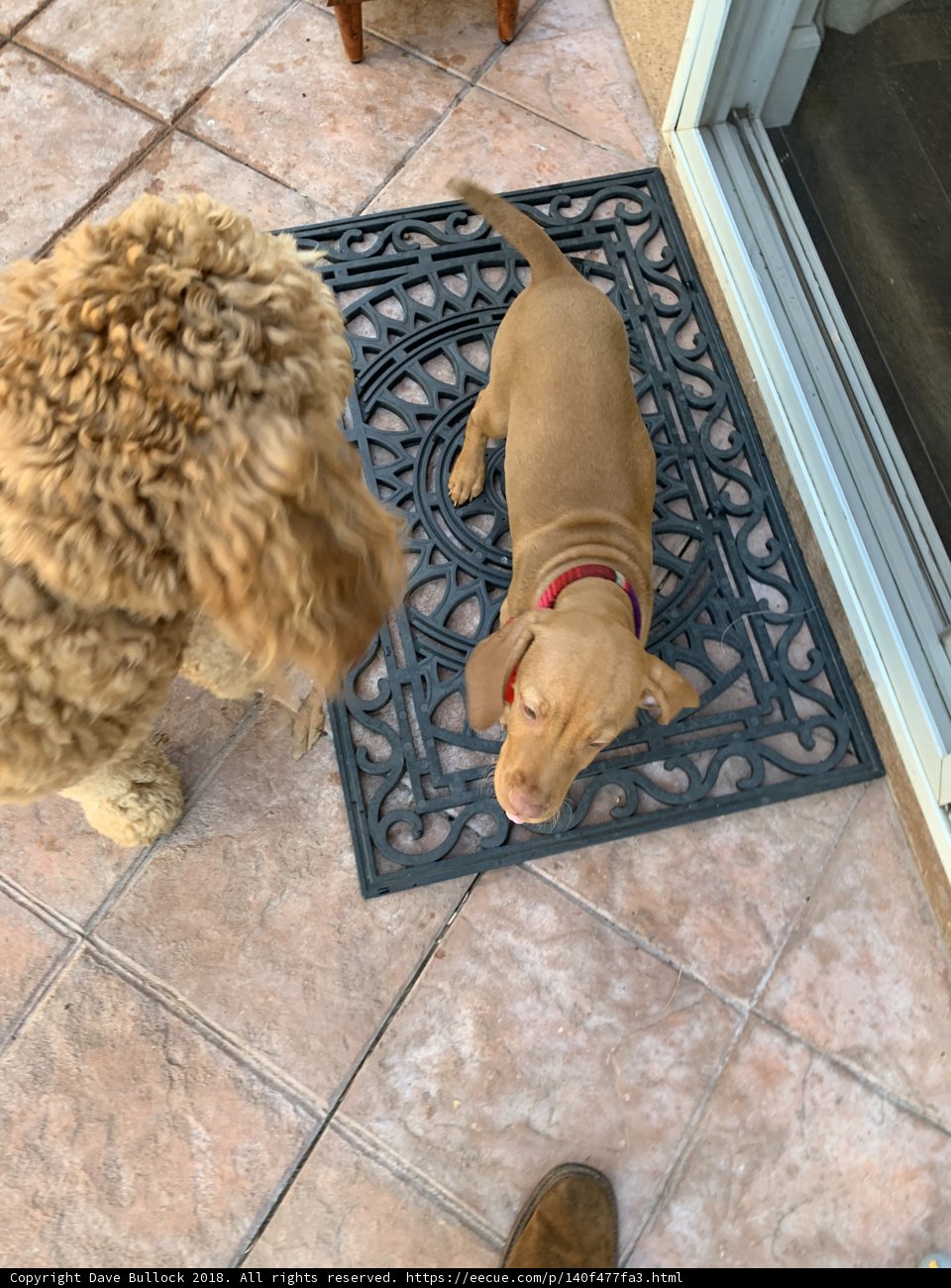 Paws on Tile