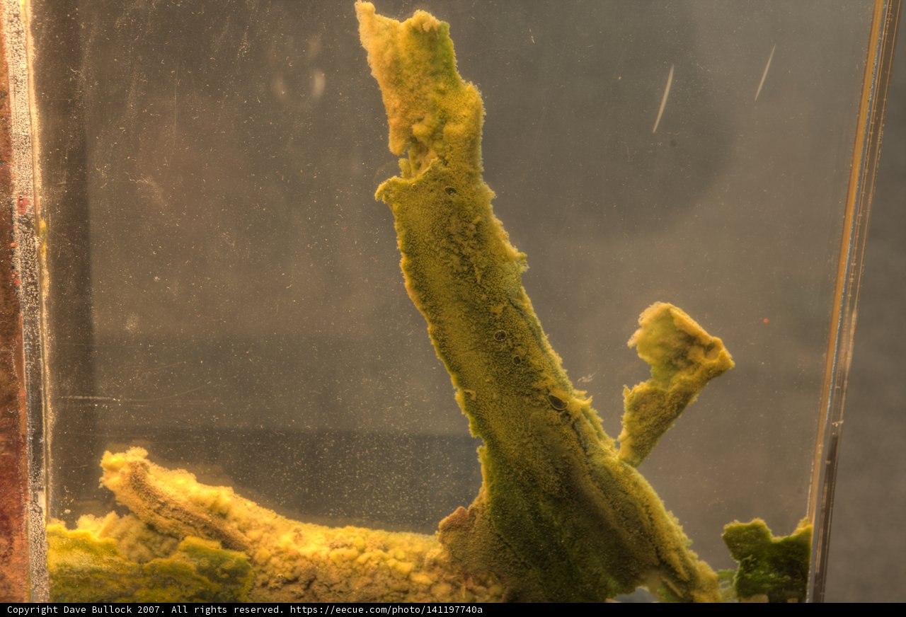 Mossy Wood