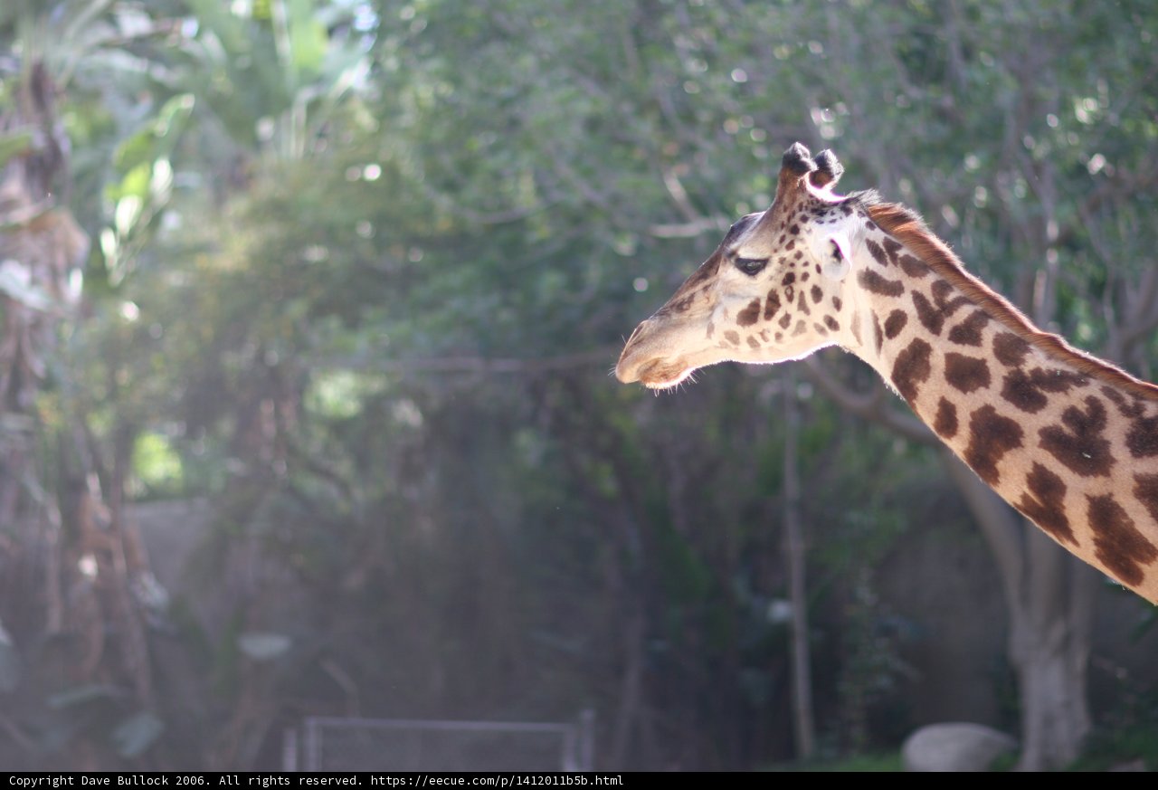 Majestic Giraffe in the Park