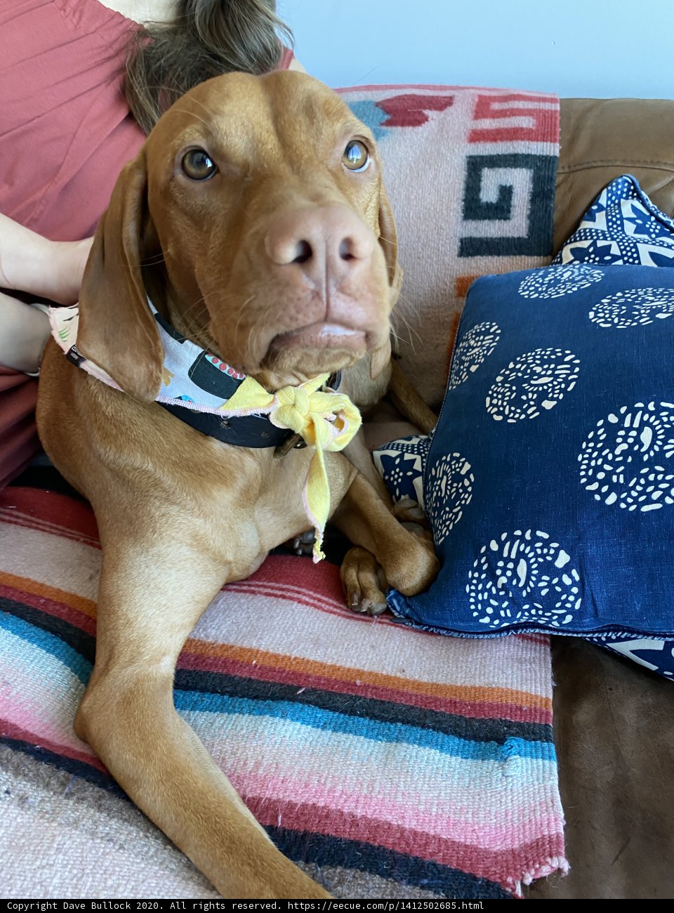 Comfy Couch Companions