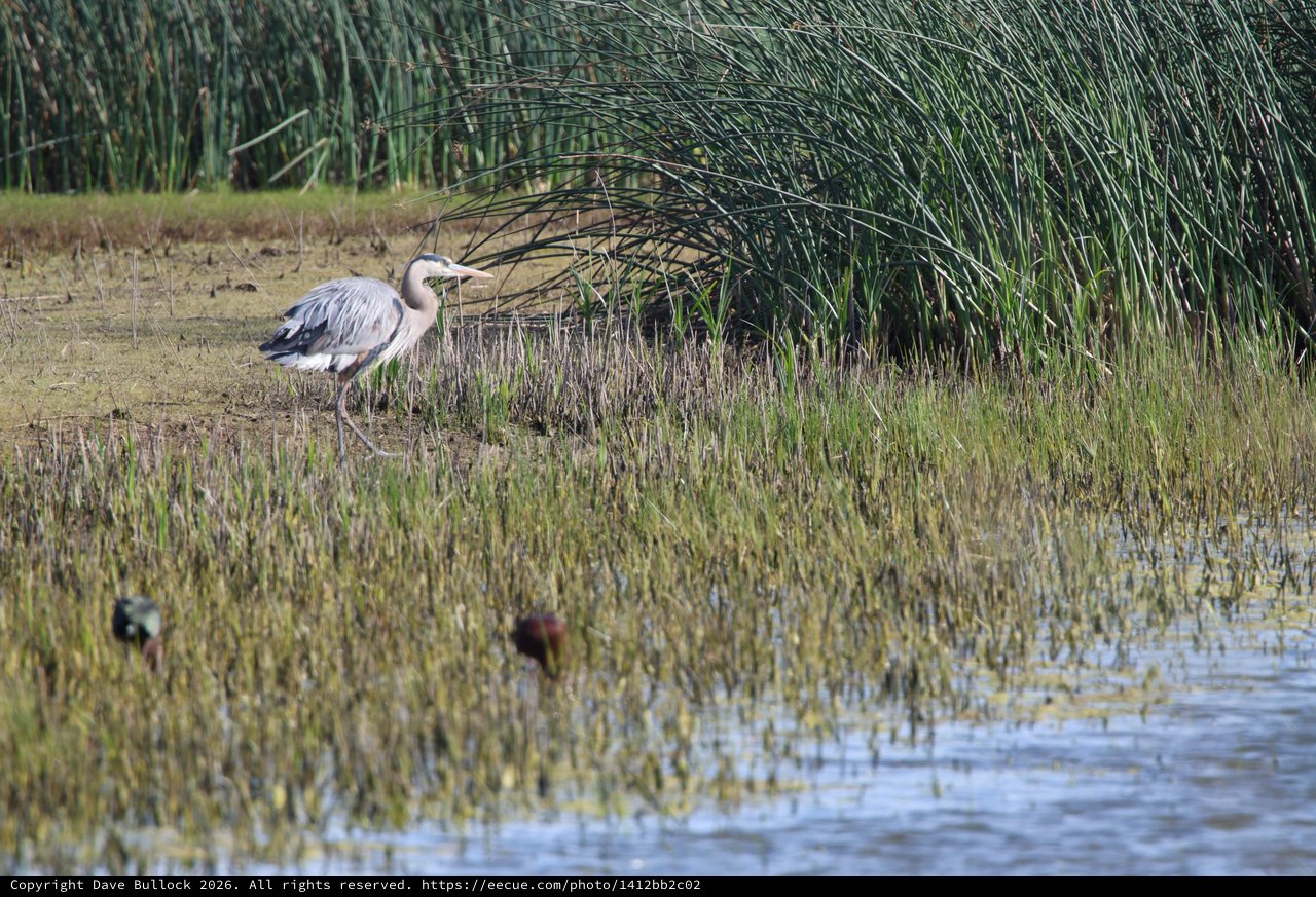 Great Blue Heron Foraging in Wetland Marsh