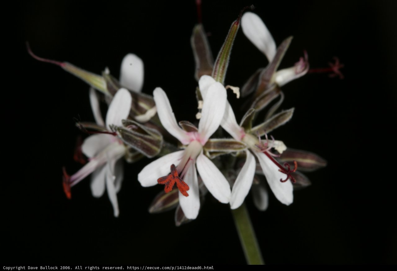 Red and White Geranium