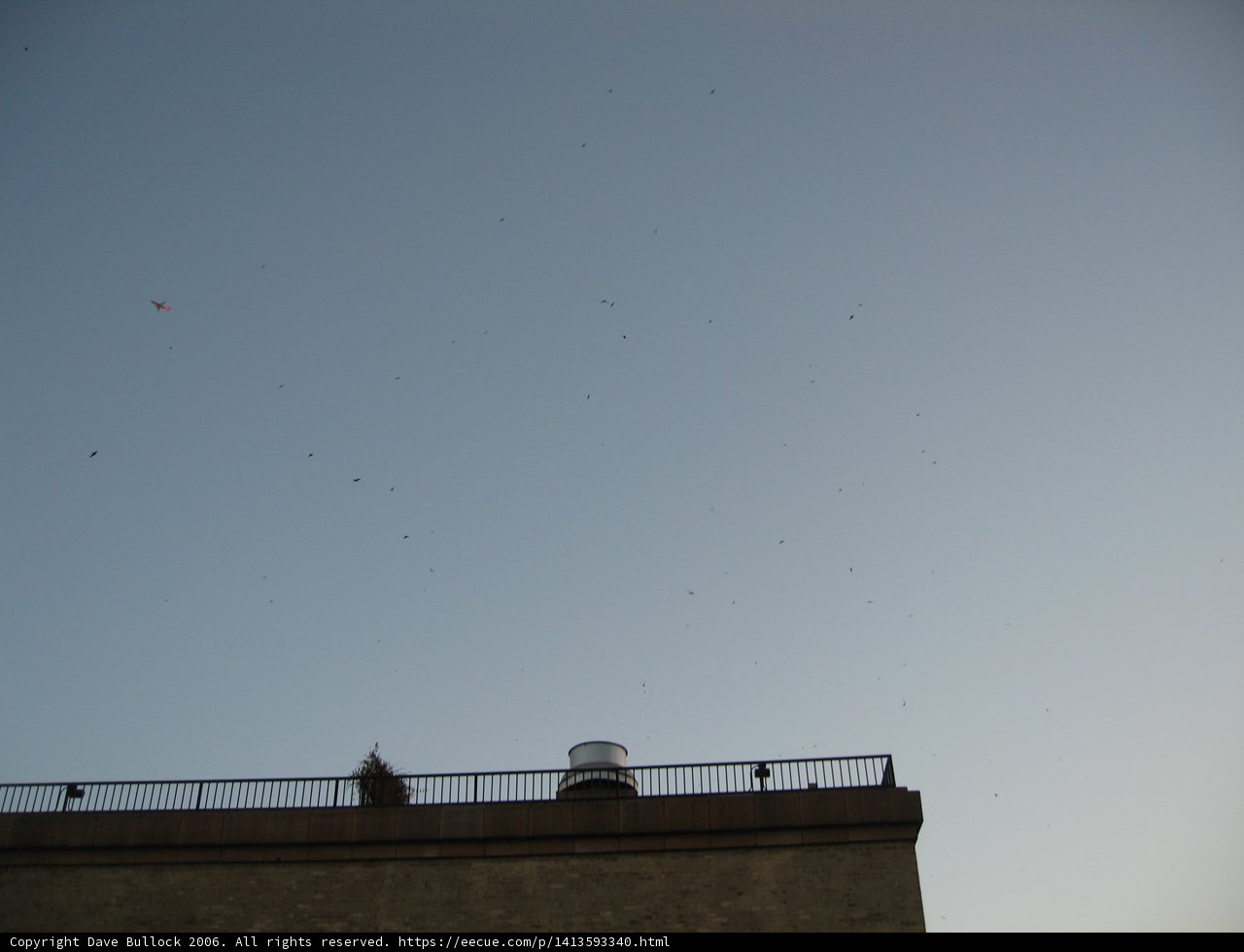 Silhouetted Kite against the Evening Sky